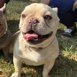 French Bulldogs and Goldendoodles from C.P. Puppy Buddies