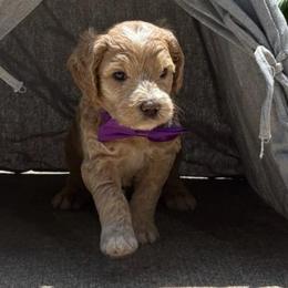 Curious George - Red  male Goldendoodle puppy in Camden, North Carolina from Oopsie Doodles of NC