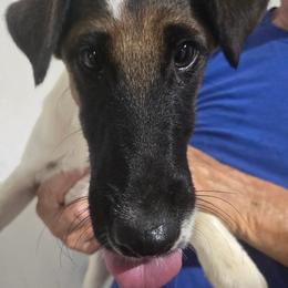 Oliver - White black and tan male Smooth Fox Terrier puppy in Lake City, Florida from Providence Kennels
