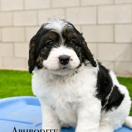 Aphrodite - Black and white female Bernedoodle puppy in Tucson, Arizona from Sun Valley Goldendoodles