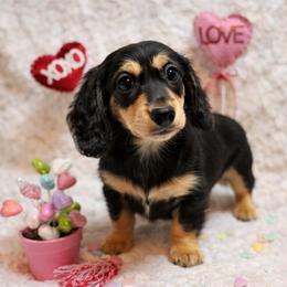 Peace - Black and cream male Dachshund puppy in Statesville, North Carolina from Lakeside Dachshunds