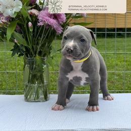 Mimosa - Blue female American Bully puppy in Virginia from Terminal Velocity Kennels LLC