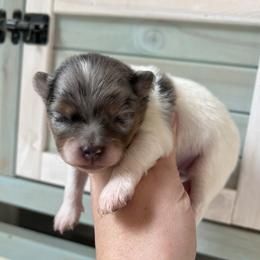 Faith - Blue merle female Pomeranian puppy in Waller (Northwest Of Houston), Texas from Blue Cottage Pomeranians