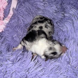 Blue merle girl 2 - Blue merle female Miniature Australian Shepherd puppy in Graham, North Carolina from Thompson Farm Mini Aussies