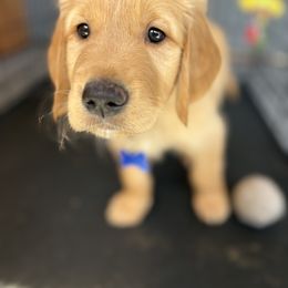 Golden Retriever Puppies from Bennett Goldens