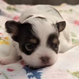 Princess - Silver and white female Chihuahua puppy in Amity, Pennsylvania from Baxters Chihuahuas