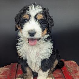 Kelsey - Tri-color female Bernedoodle puppy in Lancaster, Minnesota from Richardville Hunde