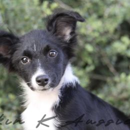 Velma - Black & white female Australian Shepherd puppy in Grapeland, Texas from Smokin K Aussies
