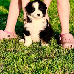 Flint - Black tri-color male Australian Shepherd puppy in Mineral Wells, Texas from A6 Australian Shepards