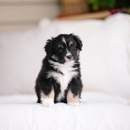 Richard - Black tri male Miniature Australian Shepherd puppy in Pocatello, Idaho from R Heart Mini Aussies