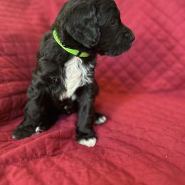 Green - Black male Goldendoodle puppy in Millville, New Jersey from Michelle's Doodles