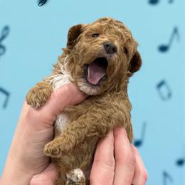 Poodle Puppies from KC Poodles of PA