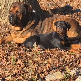 Rottweiler Puppies from Bronx Von Bridges Rottweilers