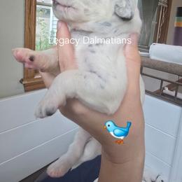 Dove - White and black female Dalmatian puppy in Janesville, Wisconsin from Legacy Dalmatians