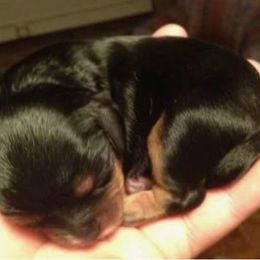 Maggie May - Black and tan female Cavalier King Charles Spaniel puppy in Saint Augustine, Florida from STARGAZER CAVALIERS