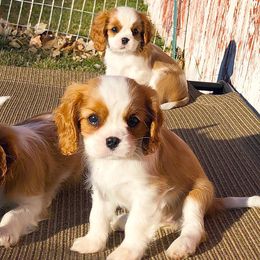 Cavalier King Charles Spaniel Puppies from Ikkes Cavaliers