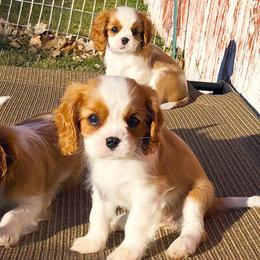 Cavalier King Charles Spaniel Puppies from Ikkes Cavaliers