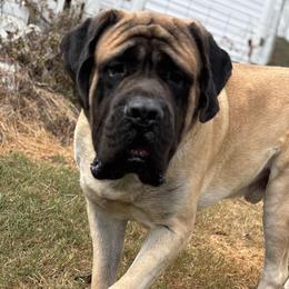 Mastiffs from Sanctuary Mastiffs