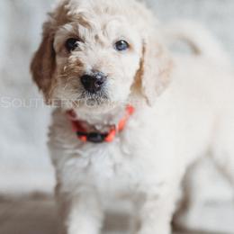 Bernedoodle Puppies from Southern Oak Breeders LLC