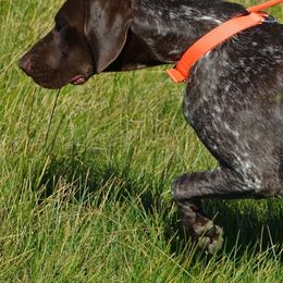 German Shorthaired Pointers from Siegervale German Shorthaired Pointers