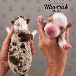 Maverick - Red merle male Australian Shepherd puppy in Magee, Mississippi from Paint ByNumbers Ranch