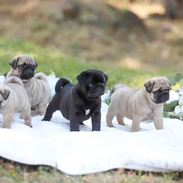 Pug Puppies from Malta Pugs