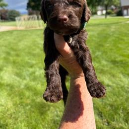Light Blue - Brown male Springerdoodle puppy in Clifton, Idaho from Little Mountain Springers, Springerdoodles & Poodles
