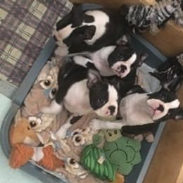 Boston Terrier and French Bulldog Puppies from Maximumcompanion