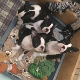 Boston Terrier and French Bulldog Puppies from Maximumcompanion