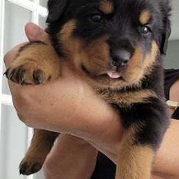 Rottweilers from Vom Osprey