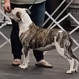 Future - American Bulldog