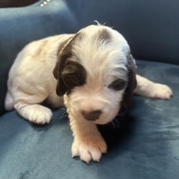 Talas - Liver and white male English Springer Spaniel puppy in Readstown, Wisconsin from Gunner Spaniel