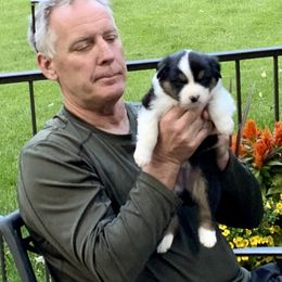 Australian Shepherd Puppies from Highline