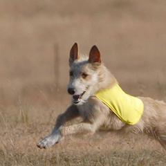 Portuguese Podengos from Lochbay