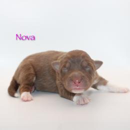 Nova - Red tri-color female Australian Shepherd puppy in Coldwater, Michigan from Northern Star Australian Shepherds