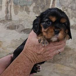 Tiggy - Black and tan female Cavalier King Charles Spaniel puppy in Las Cruces, New Mexico from Moongate Cavaliers