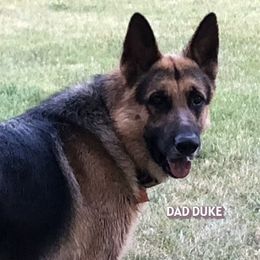 Duke - German Shepherd