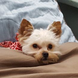 Chewy - Morkie