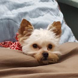 Chewy - Morkie