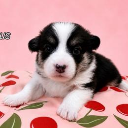 Venus - White and black female Pembroke Welsh Corgi puppy in Riverside, California from Chases Dream Kennel