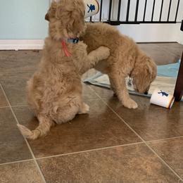 Goldendoodle Puppies from Goldendoodle Baby