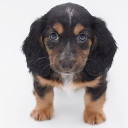 Dahlia AKC - Piebald female Dachshund puppy in Coweta, Oklahoma from Sunnyside Dachshunds