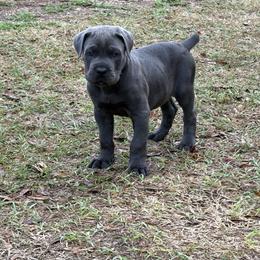Gus - Gray male Cane Corso puppy in Ocala, Florida from High Royal Kennel