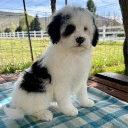 Ray - Black tri-color female Aussiedoodle puppy in Heber City, Utah from Junipersdoodles