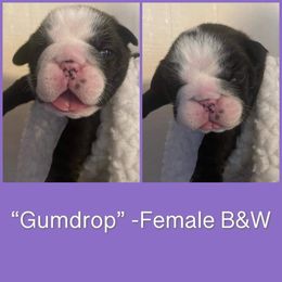 Bulldog Puppies from Sanford and Son Bulldogs