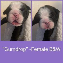 Bulldog Puppies from Sanford and Son Bulldogs
