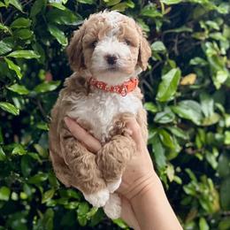 Bernedoodle and Goldendoodle Puppies from Allie's Southern Doodles