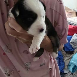 Mashed Tater - Black tri male Miniature Australian Shepherd puppy in Goode, Virginia from Furner Farms