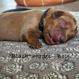 Hades - Dark golden male Golden Retriever puppy in Weston, Missouri from Love is Golden