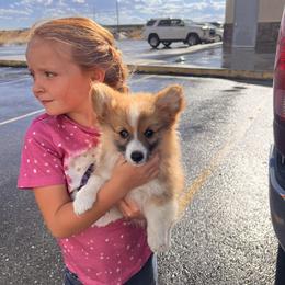 Pembroke Welsh Corgi Puppies from Shells’ Corgis